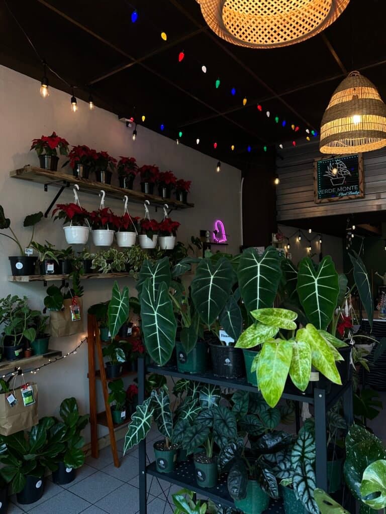 Plantas Verde Monte