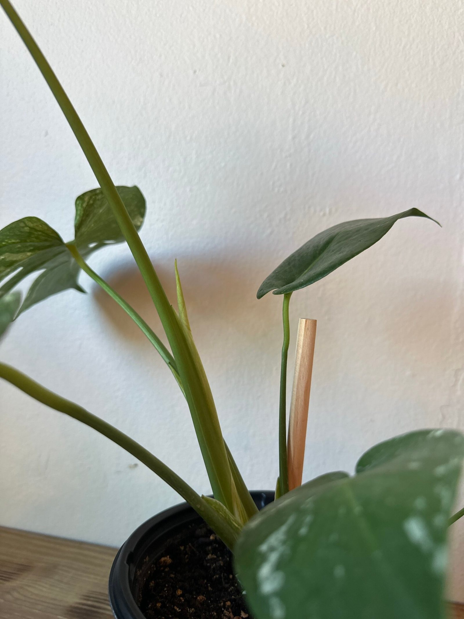 Monstera MINT | EXOTICA DE COLECCIÓN 1 gal. - Imagen 2