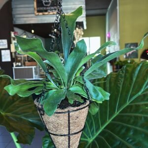 Helecho cuerno de arce en canasta de fibra/coco