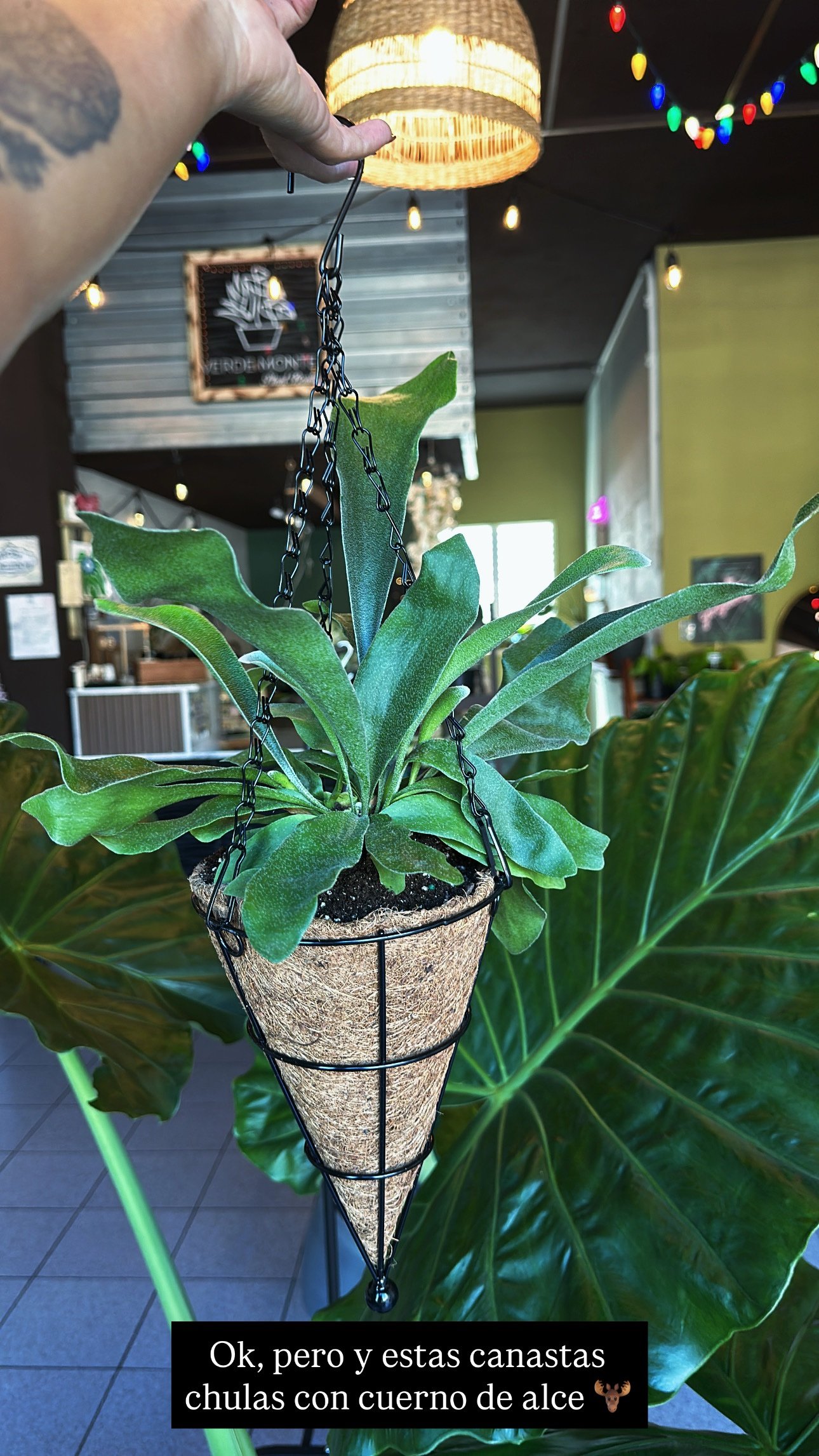 Helecho cuerno de arce en canasta de fibra/coco