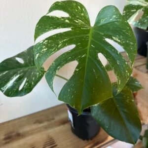 Monstera MINT | EXOTICA DE COLECCIÓN 1 gal.