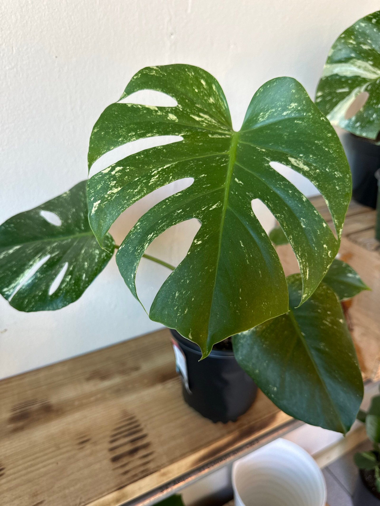 Monstera MINT | EXOTICA DE COLECCIÓN 1 gal.