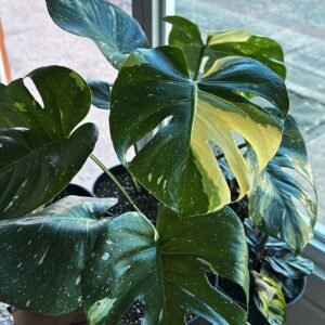 Monstera Thai Constellation | 8”