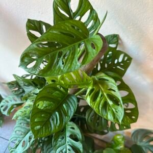 Monstera Adansonii Totem
