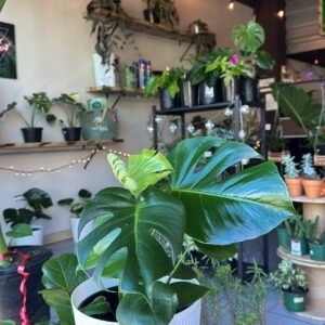 Monstera Deliciosa 2. Galones | No incluye tiesto decorativo