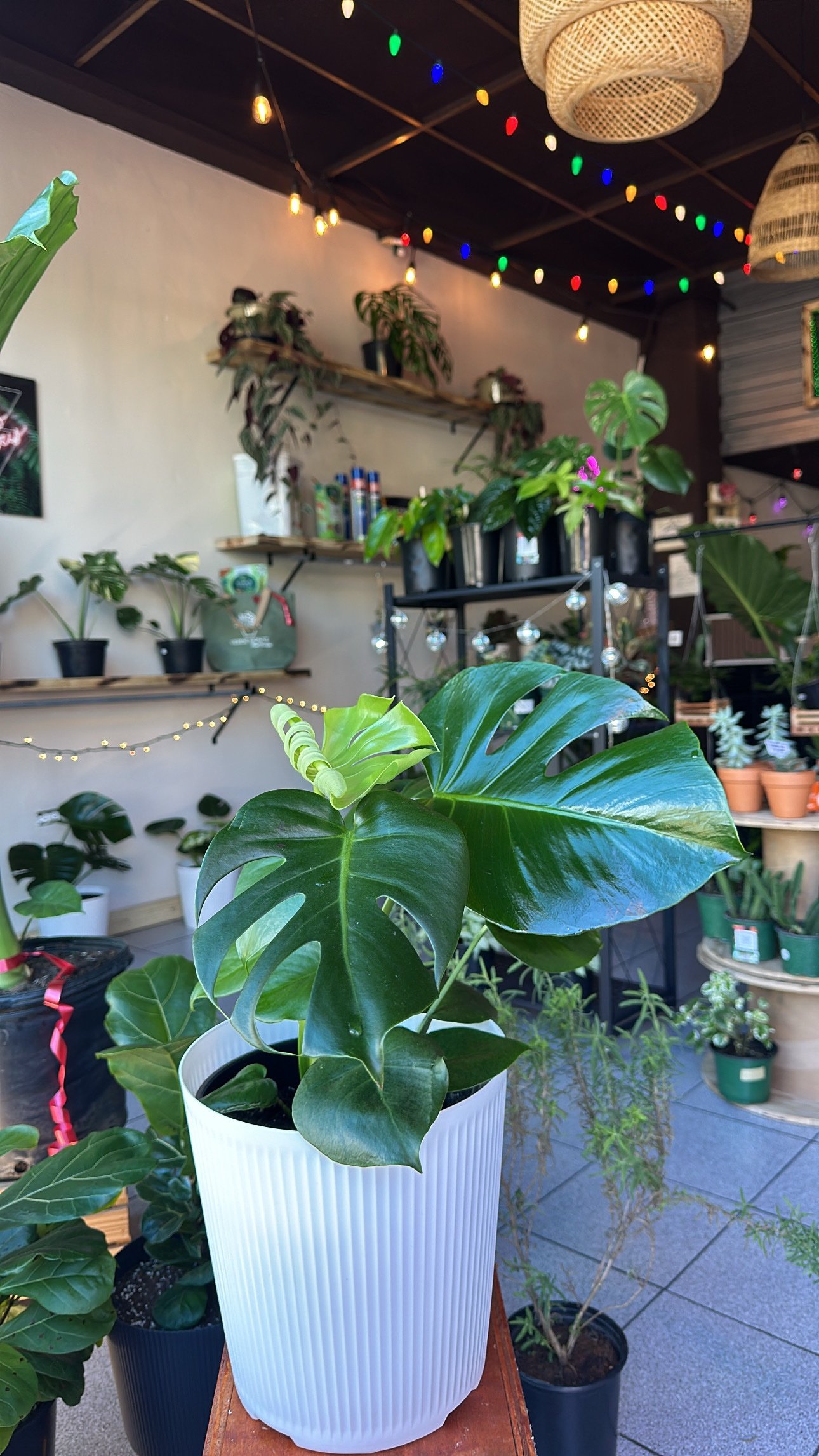 Monstera Deliciosa 2. Galones | No incluye tiesto decorativo