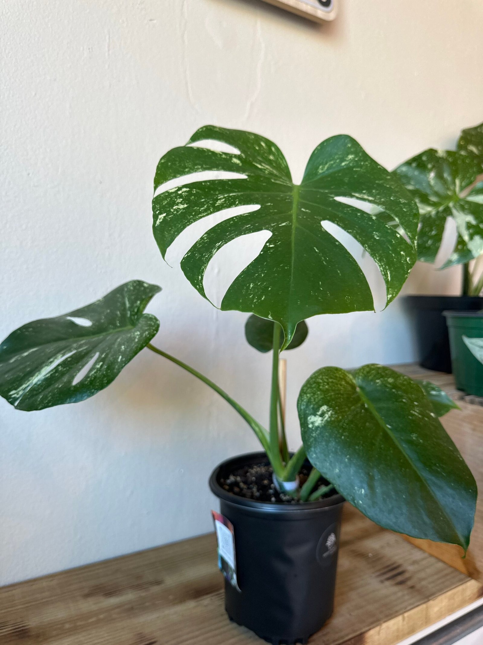 Monstera MINT | EXOTICA DE COLECCIÓN 1 gal. - Imagen 3