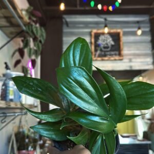 Dragon Tail (Epipremnum pinnatum) | 6”