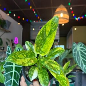 Philodendron Green Congo Variegated | Planta Exótica