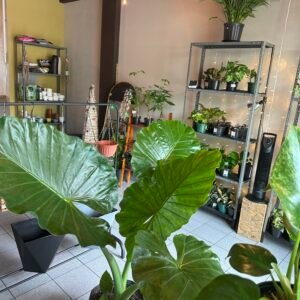 Alocasia macrorrhizos | adulta