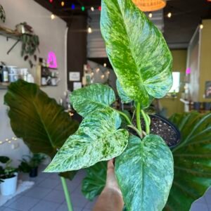 Philodendron giganteum | Planta Exótica