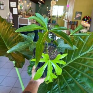 Anthurium pedatoradiatum | Planta Exótica