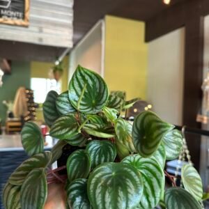Peperomia argyreia
(conocida como Peperomia Sandía) | 6”