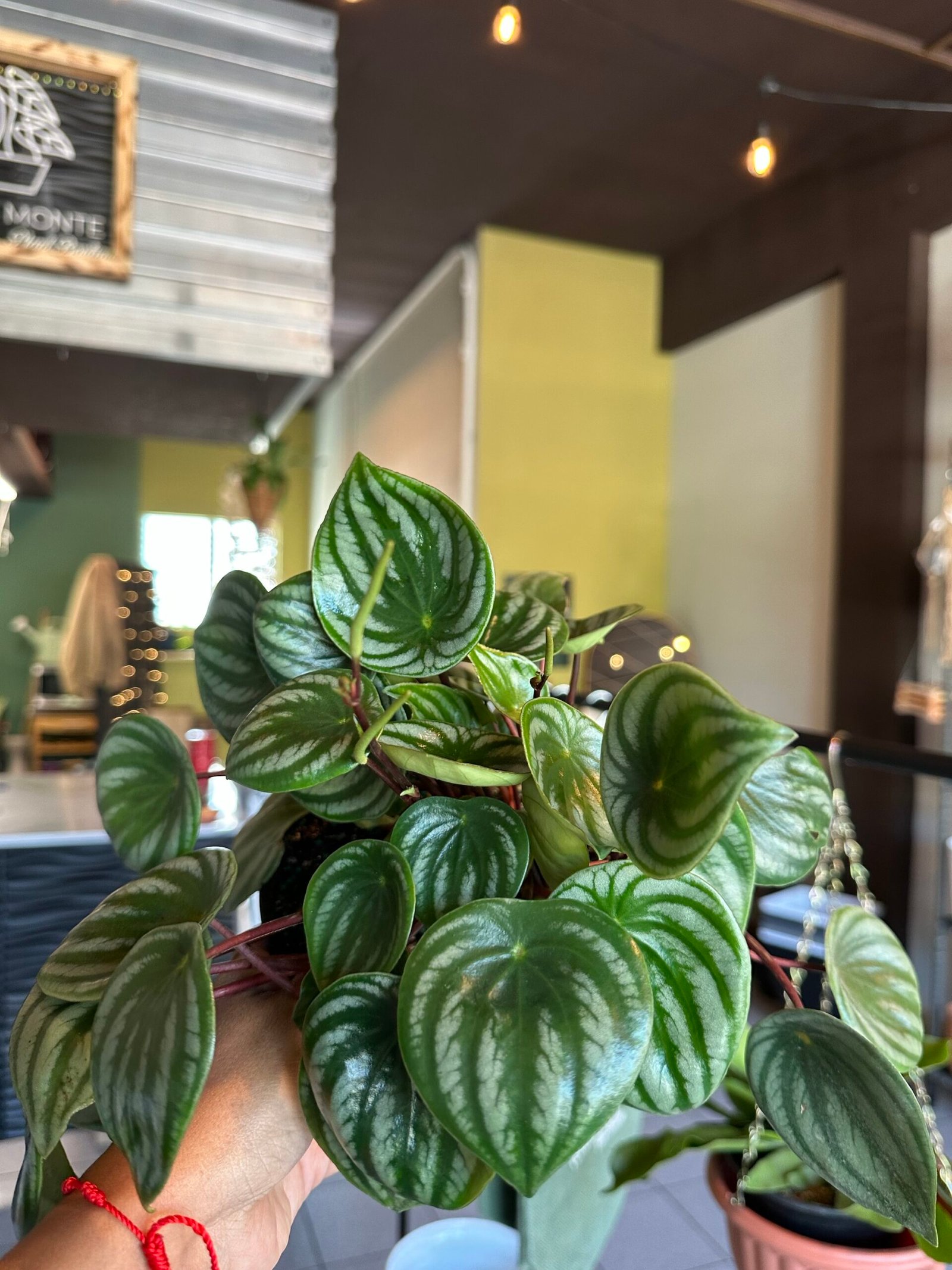 Peperomia argyreia
(conocida como Peperomia Sandía) | 6”