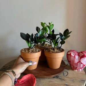 Zamioculcas ‘Raven’
(ZZ Raven) | Maceta de barro