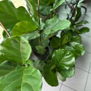 Ficus lyrata (4’ de altura) | 2 gal.