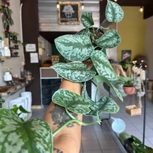 Scindapsus pictus ‘Exotica’ | 6”