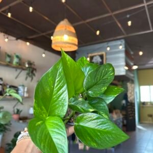 Pothos Golden | 6”