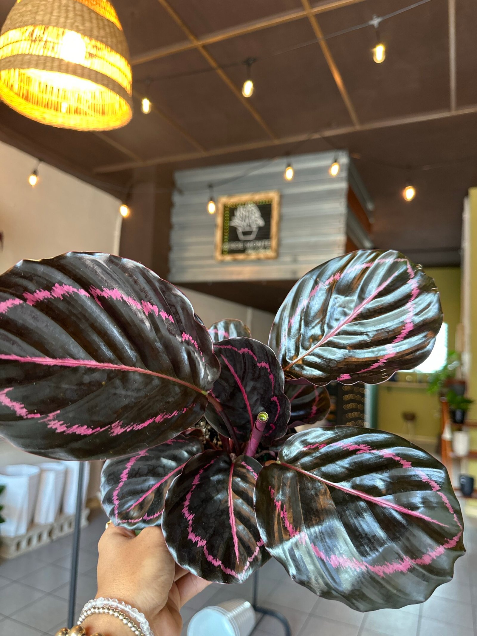 Calathea roseopicta ‘Dottie’ | 6”