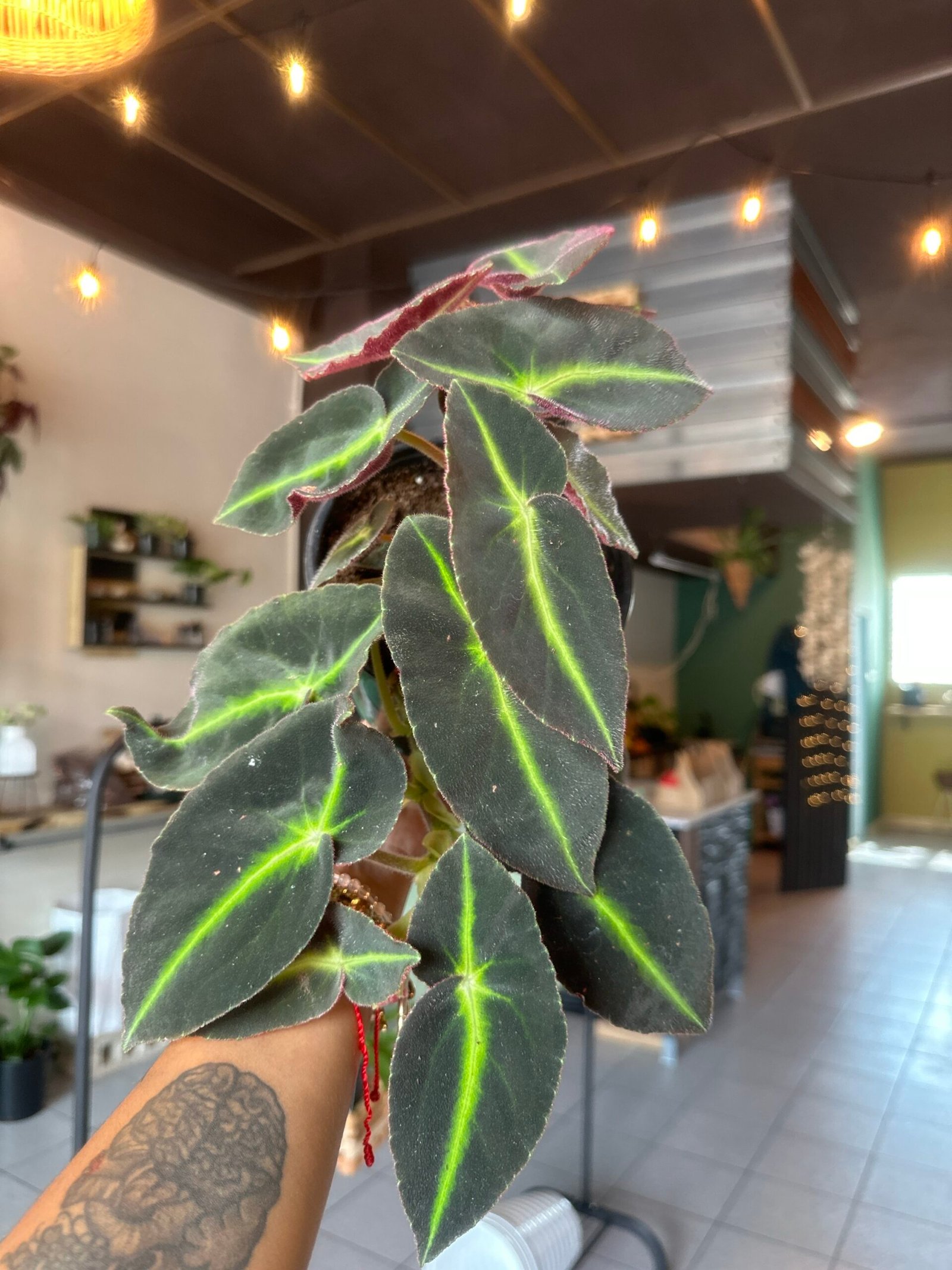 Begonia listada | Exótica 6”