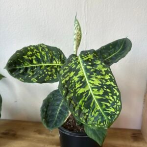 Dieffenbachia ‘Reflector’ | Exótica 1 galón