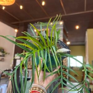 Philodendron tortum | Exótica 6”