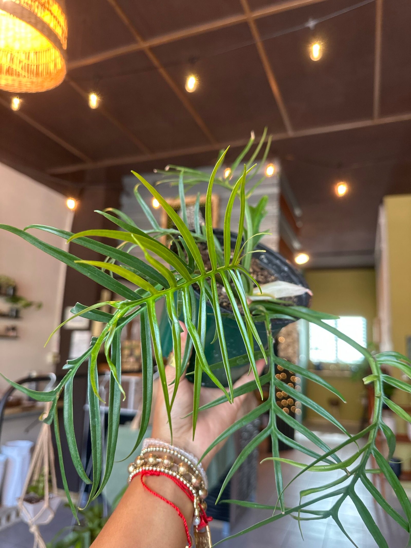 Philodendron tortum | Exótica 6”