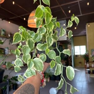 Peperomia ‘Cupido’ | 6”