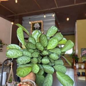 Calathea burle-marxii ‘Amagris’ | 6”