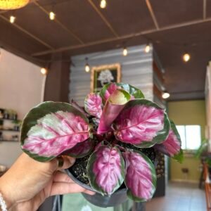 Calathea roseopicta ‘Rosy’ | 6”