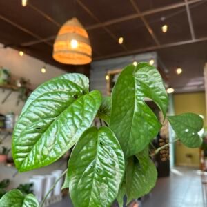 Monstera ‘SpiderMan’ | 6”