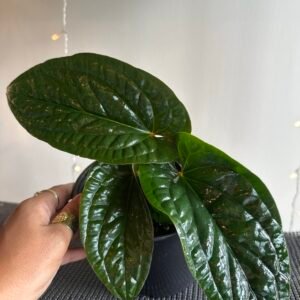 Anthurium Radicans × Luxurians | Planta Exótica 6”