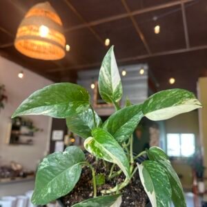 Pothos ‘Albo Variegata’ (Epipremnum aureum) | 6”