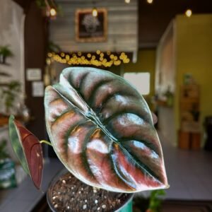 Alocasia Cuprea | Exótica de colección 5”