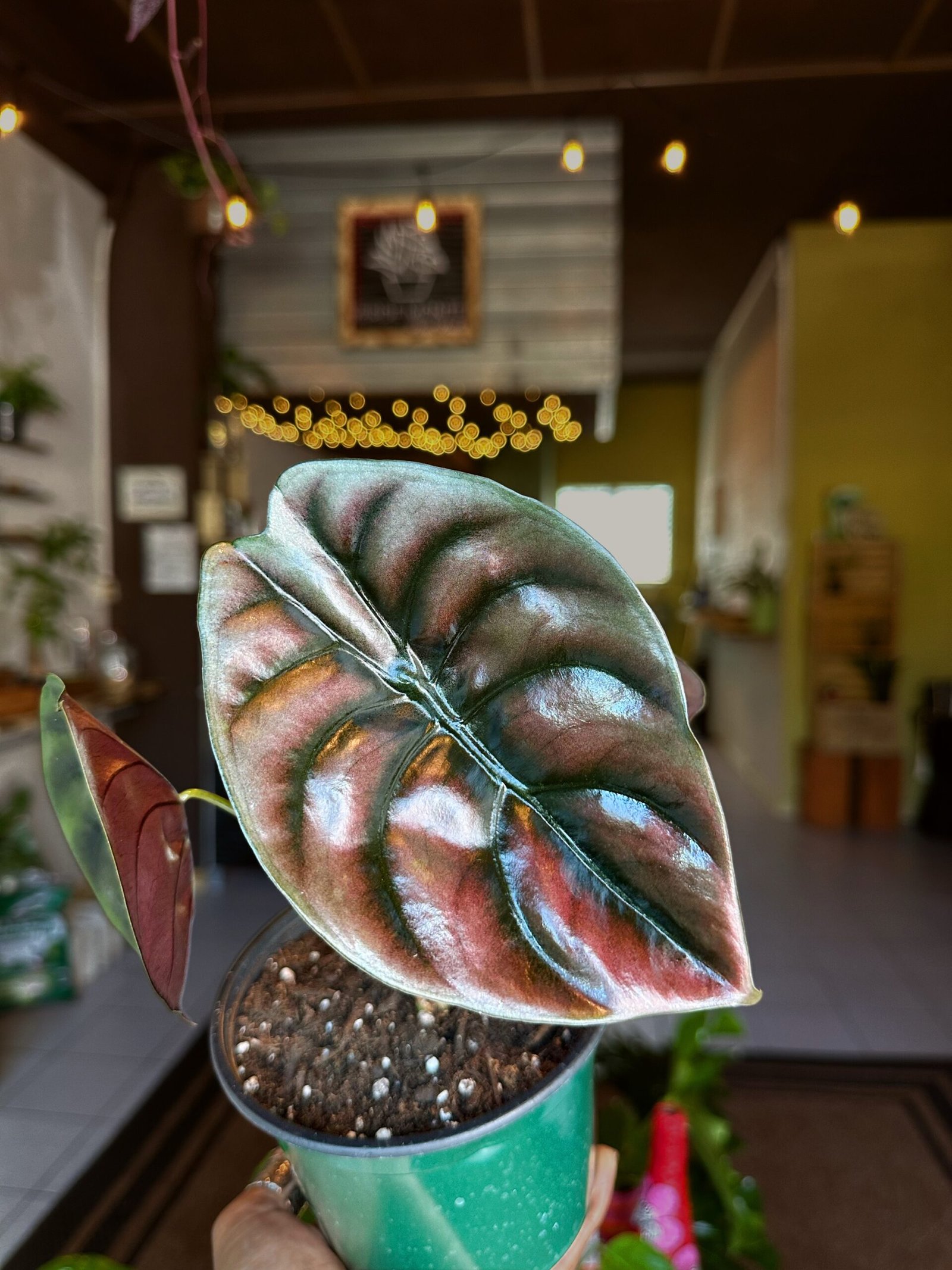 Alocasia Cuprea | Exótica de colección 5”