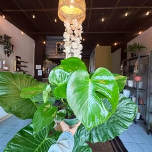Monstera Deliciosa | 6”