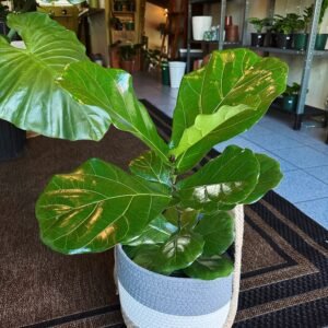Ficus Lyrata + basket (3’)