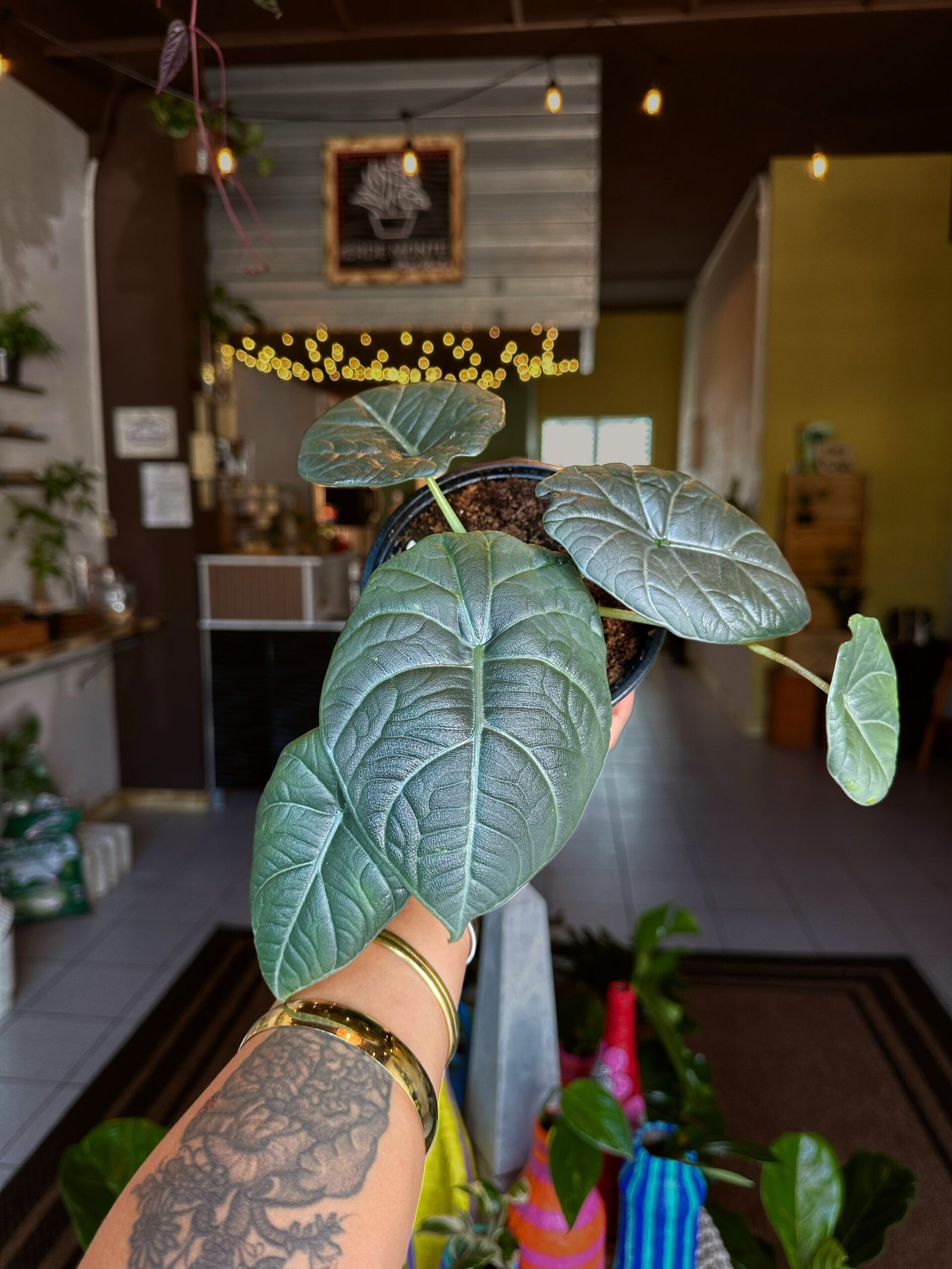 Alocasia Maharani | Exótica de colección 5”