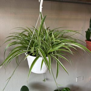 Mala madre (canasta)