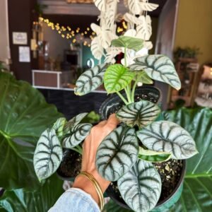 Alocasia Silver Dragon | 6”