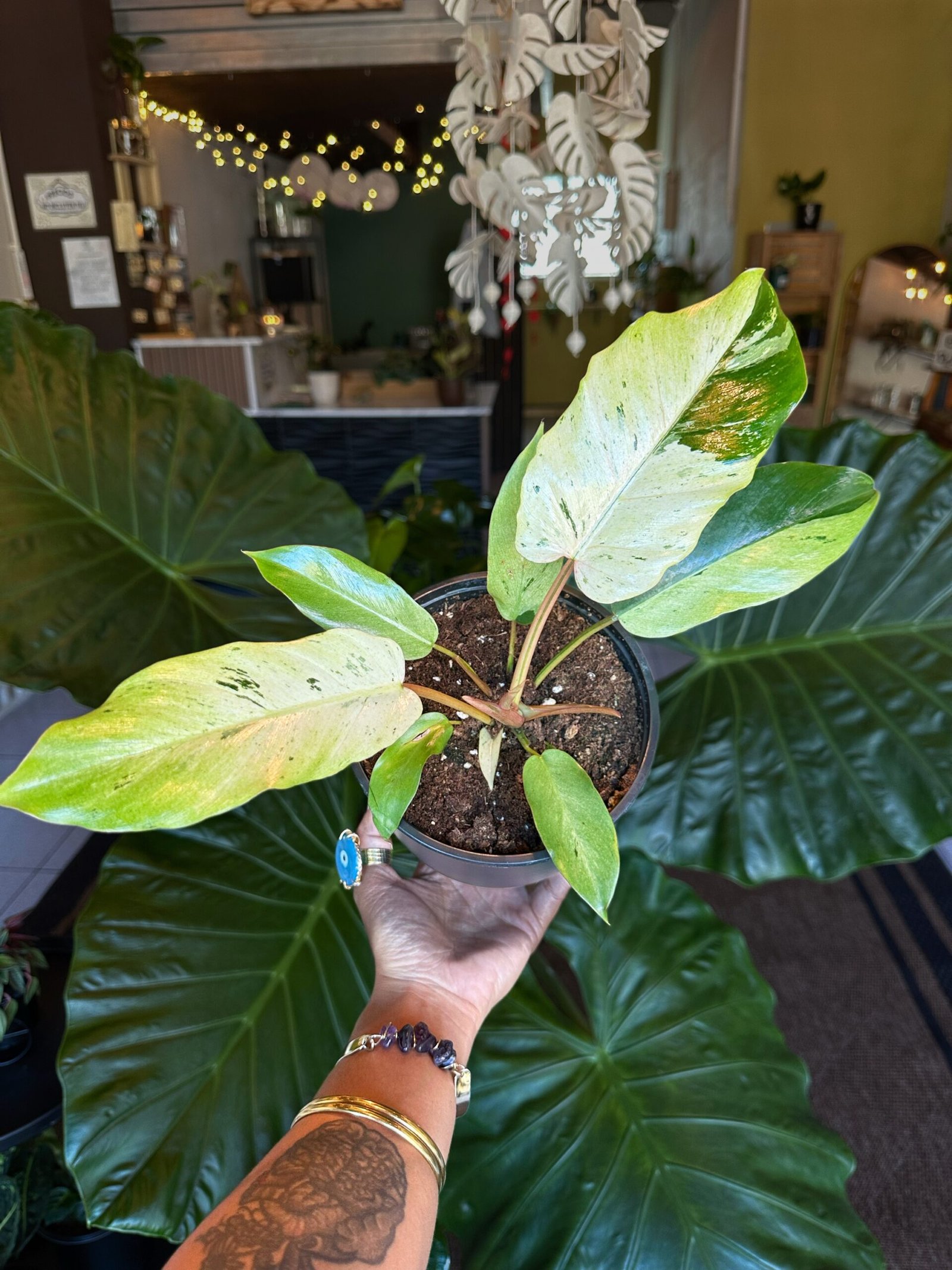 Philodendron Snowdrift | Exótica 6”