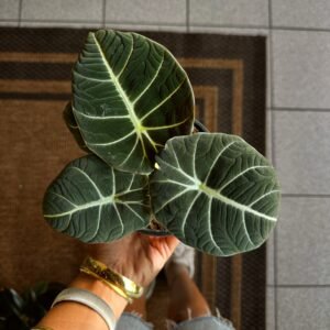 Alocasia Black Velvet | Exótica de colección 5”