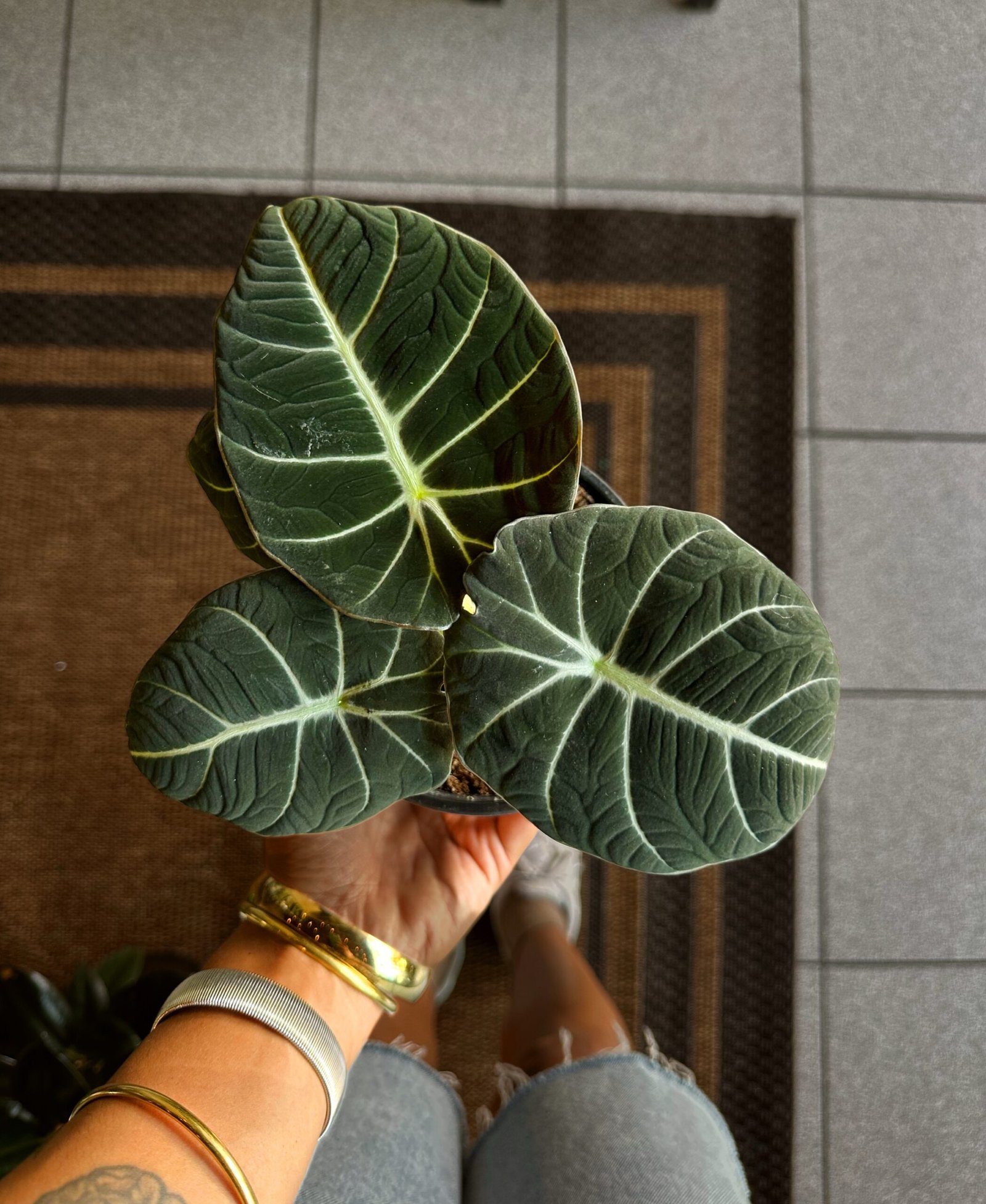 Alocasia Black Velvet | Exótica de colección 5”