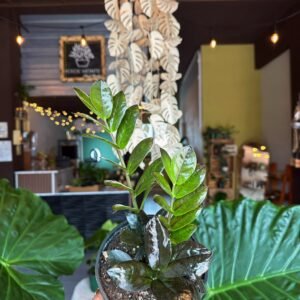 Zamioculcas zamiifolia Raven (ZZ Raven) | 6”
