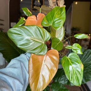 Philodendron Summer Glory | 6”