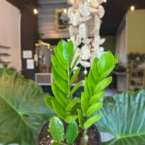 Zamioculcas zamiifolia (ZZ Plant) | 6”
