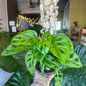 Monstera Adansonii | 6”